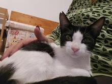 BRIAN, Katze, Europäisch Kurzhaar in Spanien - Bild 5