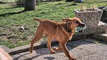 MRBOLLE, Hund, Mischlingshund in Sprockhövel - Bild 10