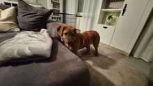 MRBOLLE, Hund, Mischlingshund in Sprockhövel - Bild 11