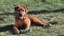 MRBOLLE, Hund, Mischlingshund in Sprockhövel - Bild 12