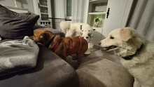 MRBOLLE, Hund, Mischlingshund in Sprockhövel - Bild 13