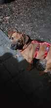 MRBOLLE, Hund, Mischlingshund in Sprockhövel - Bild 15