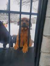 MRBOLLE, Hund, Mischlingshund in Sprockhövel - Bild 16