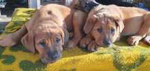 MRBOLLE, Hund, Mischlingshund in Sprockhövel - Bild 2