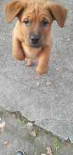 MRBOLLE, Hund, Mischlingshund in Sprockhövel - Bild 3