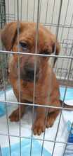 MRBOLLE, Hund, Mischlingshund in Sprockhövel - Bild 4