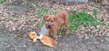 MRBOLLE, Hund, Mischlingshund in Sprockhövel - Bild 6
