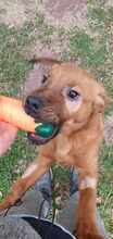 MRBOLLE, Hund, Mischlingshund in Sprockhövel - Bild 7