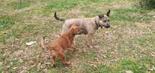 MRBOLLE, Hund, Mischlingshund in Sprockhövel - Bild 8