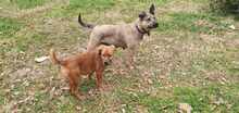 MRBOLLE, Hund, Mischlingshund in Sprockhövel - Bild 9