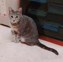NINO, Katze, Europäisch Kurzhaar in Bulgarien - Bild 13