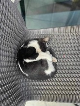 STIVAN, Katze, Europäisch Kurzhaar in Langenhagen - Bild 24