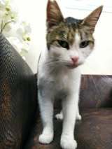 SPICEGIRL, Katze, Europäisch Kurzhaar in Leipzig - Bild 2