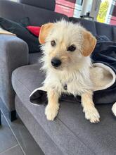 ZUNI, Hund, Mischlingshund in Olsberg
