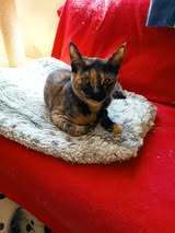 SINAYA, Katze, Europäisch Kurzhaar in Bulgarien - Bild 14