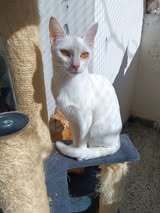 SNEJINKA, Katze, Angorakatze in Bulgarien - Bild 12