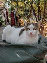 SEN, Katze, Europäisch Kurzhaar in Bulgarien - Bild 1