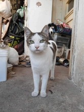 SEN, Katze, Europäisch Kurzhaar in Bulgarien - Bild 2