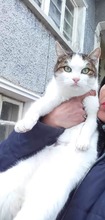 SEN, Katze, Europäisch Kurzhaar in Bulgarien - Bild 3