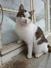 SEN, Katze, Europäisch Kurzhaar in Bulgarien - Bild 4