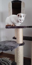 SELMA, Katze, Europäisch Kurzhaar in Langenhagen