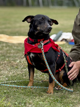 KOVEN, Hund, Mischlingshund in Nübel