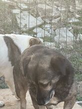 SHORTY, Hund, Mischlingshund in Rumänien - Bild 10