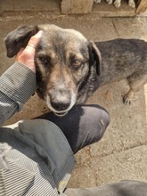 SHORTY, Hund, Mischlingshund in Rumänien - Bild 5