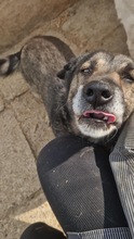SHORTY, Hund, Mischlingshund in Rumänien - Bild 6