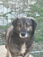 SHORTY, Hund, Mischlingshund in Rumänien - Bild 7