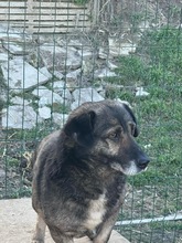 SHORTY, Hund, Mischlingshund in Rumänien - Bild 8