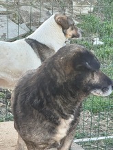 SHORTY, Hund, Mischlingshund in Rumänien - Bild 9