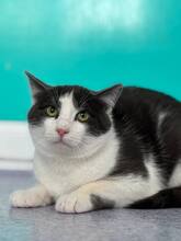 PETTERSSON, Katze, Europäisch Kurzhaar in Kassel