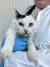 CHUCK, Katze, Europäisch Kurzhaar in Kassel