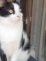 MINO, Katze, Europäisch Kurzhaar in Bulgarien - Bild 7