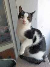 MINO, Katze, Europäisch Kurzhaar in Tornesch