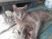 SANTO, Katze, Hauskatze in Raubling