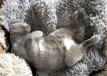 SANTO, Katze, Hauskatze in Raubling - Bild 2