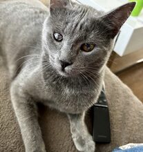 SANTO, Katze, Hauskatze in Raubling - Bild 3