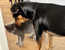 SANTO, Katze, Hauskatze in Raubling - Bild 4