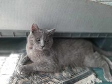 SANTO, Katze, Hauskatze in Raubling - Bild 5