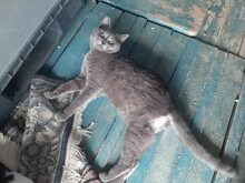 SANTO, Katze, Hauskatze in Raubling - Bild 8