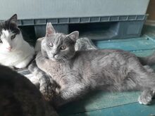 SANTO, Katze, Hauskatze in Raubling - Bild 9