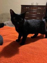 SAYLAM, Katze, Europäisch Kurzhaar in München - Bild 1
