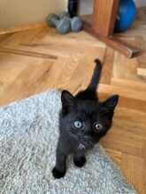 SAYLAM, Katze, Europäisch Kurzhaar in München - Bild 2