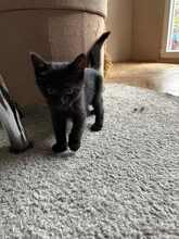 SAYLAM, Katze, Europäisch Kurzhaar in München - Bild 3
