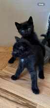 SAYLAM, Katze, Europäisch Kurzhaar in München - Bild 4