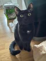 SAYLAM, Katze, Europäisch Kurzhaar in München - Bild 6