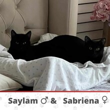 SAYLAM, Katze, Europäisch Kurzhaar in München - Bild 8