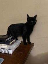 SABRIENA, Katze, Europäisch Kurzhaar in München - Bild 2